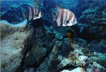 Pair of Spades. Somewhere off Providenciales, Turks and C... by Matthew Shanley 