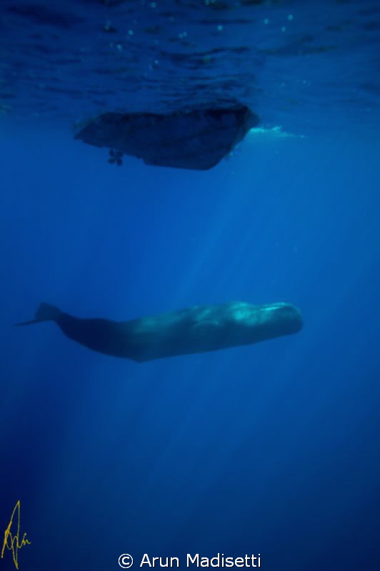 Hull inspection. Sperm whale comes seeking a turn on the ... by Arun Madisetti 