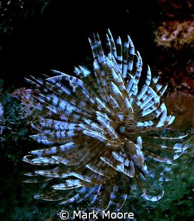 Alice in Wonderland reef, Curacao by Mark Moore 