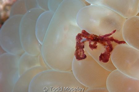 Orang atan crab
Nikon D700 with 1.5 teleconverter by Todd Moseley 