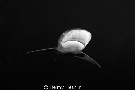 longimanus by Helmy Hashim 