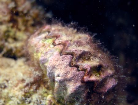Macro - Olympus 5060wz internal flash - Garoug island - K... by Hamad Alsarraf 
