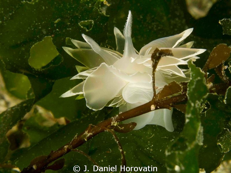 A white-lined dirona off of Vancouver Island British Colu... by J. Daniel Horovatin 