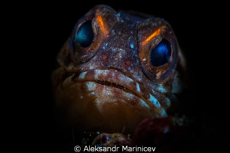 Jawfish by Aleksandr Marinicev 