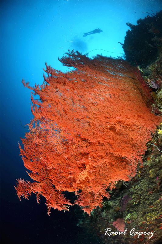 Red & Blue by Raoul Caprez 