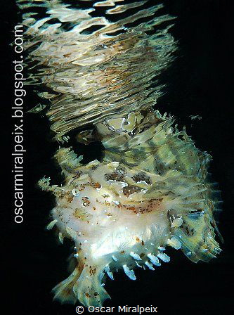 Sargasum frogfish by Oscar Miralpeix 