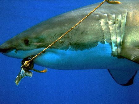 Great White Shark taken at Isle de Guadaloupe September 2... by Anna Kinnersly 