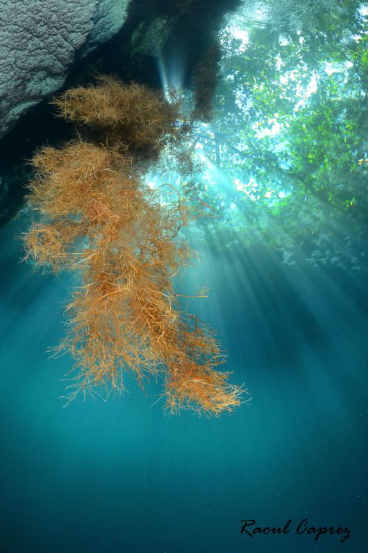 Sometimes roots deserve to be taken in picture :-) by Raoul Caprez 