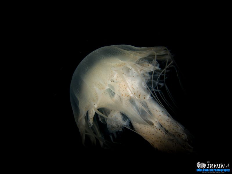 Long Jellyfish

Canon Powershot S100 
Fisheye Fix S100... by Irwin Ang 