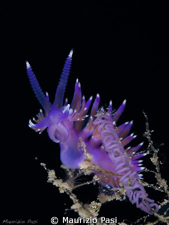 Flabellina Affinis with eggs
Olympus E-PL2 - 45mm macro ... by Maurizio Pasi 