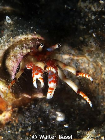 paguri by Walter Bassi 