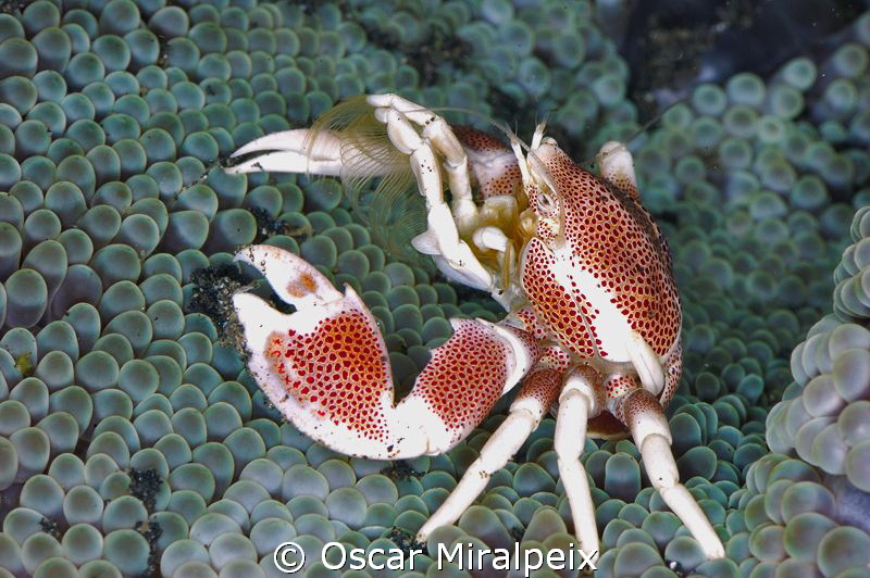 Porcelain crab hunting plankton by Oscar Miralpeix 