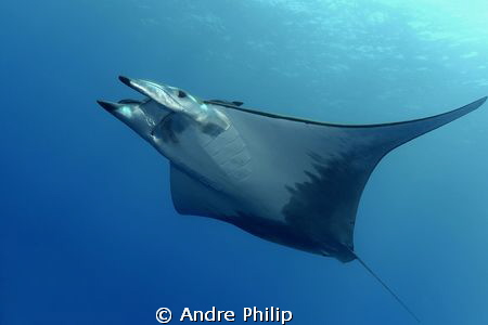 completed elegance - the flight of mobula by Andre Philip 