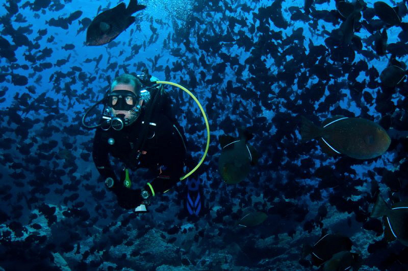 Biomass!  Thousands of Black Durgeons accompany a diver o... by Paul Colley 