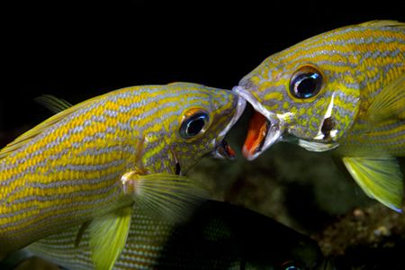 fgthing grunts, Key Largo Florida by T. Singer 