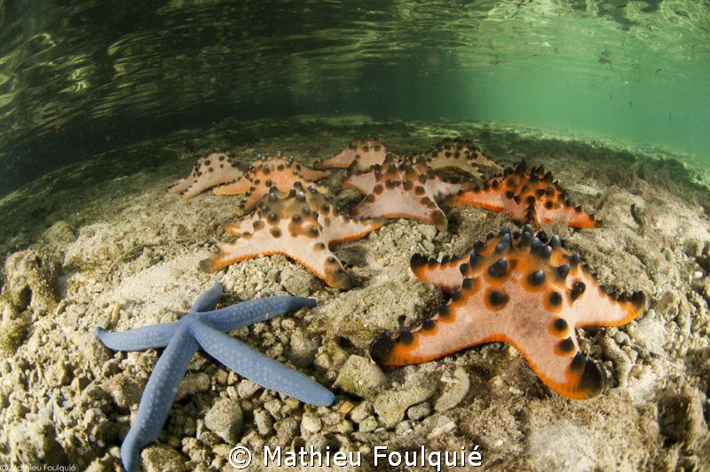 walk of fame_north Sulawesi by Mathieu Foulquié 