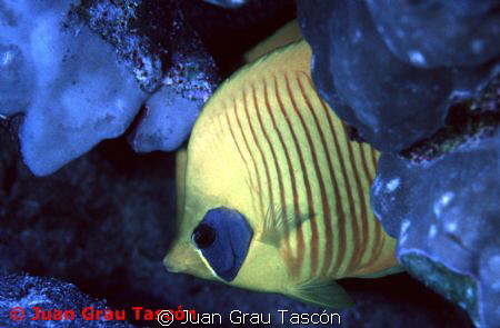 CHAETODON SEMILARVATUS - POISSON PAPILLON DEMI-MASQUÉ by Juan Grau Tascón 
