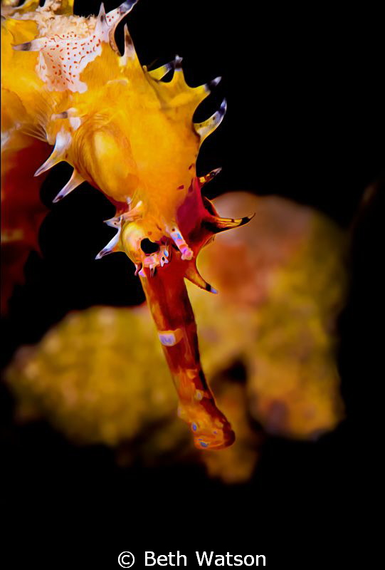 Seahorse portrait by Beth Watson 