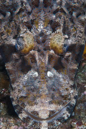 Crocodile fish by Todd Moseley 