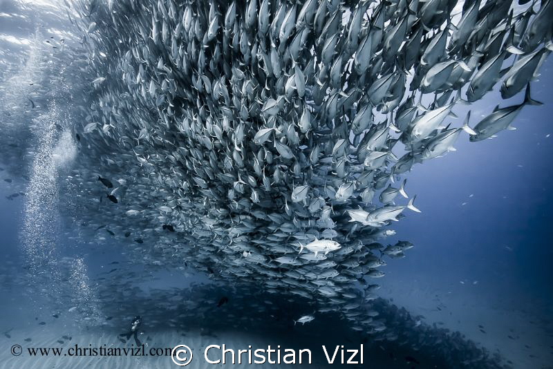 "Into Deep" by Christian Vizl 