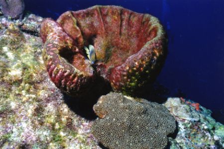Holding down the Fort. Taken off Providenciales, Turks an... by Matthew Shanley 