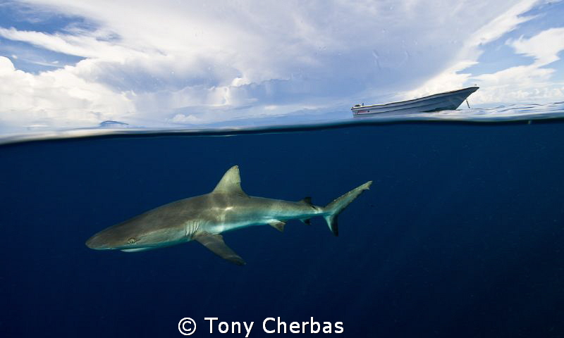 No survivors ;) by Tony Cherbas 