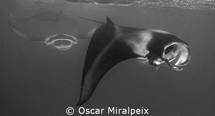 Mantas feeding by Oscar Miralpeix 