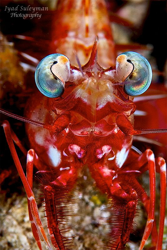 Portrait Shrimp by Iyad Suleyman 