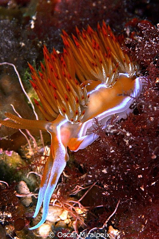 Dondice banyulensis by Oscar Miralpeix 