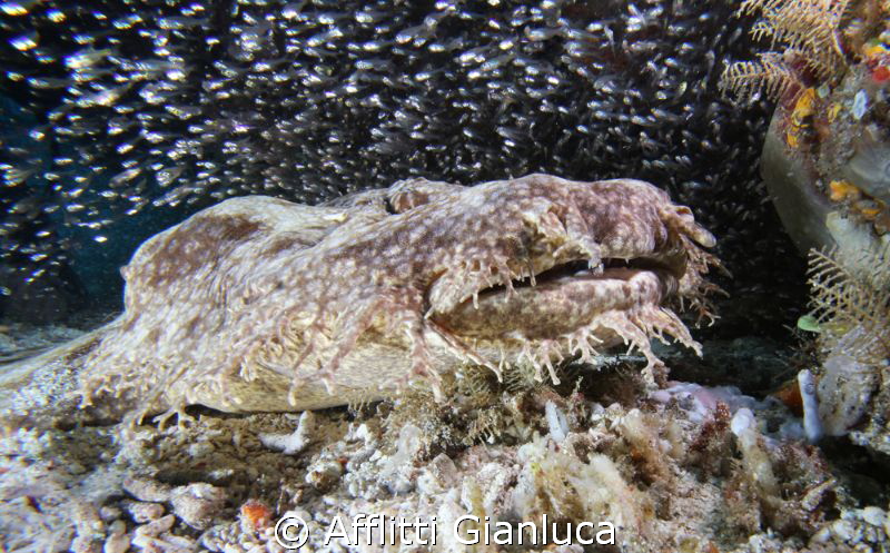 Wobbegong Sharks by Afflitti Gianluca 
