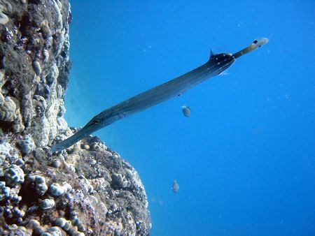 Trumpetfish posing for the camera. Taken on Maui, Hawaii. by Lisa Lappe 
