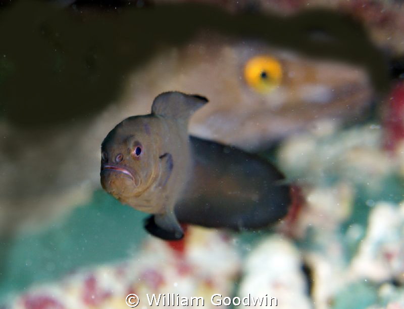A Black Brotula at Tori's on Bonaire. That's a Purple Mou... by William Goodwin 