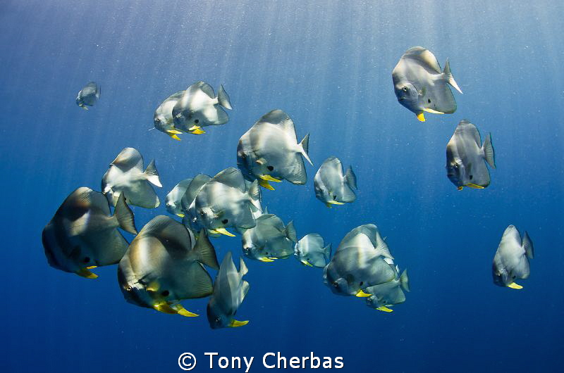 Spades in Sunlight by Tony Cherbas 