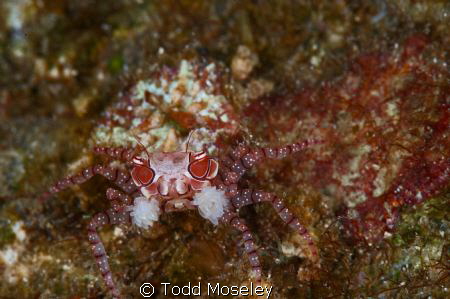 Boxer Crab by Todd Moseley 