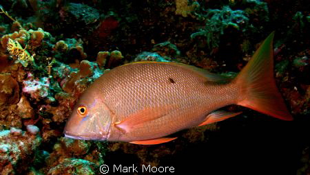 MAHOGONY SNAPPER GRAND CAYMAN by Mark Moore 