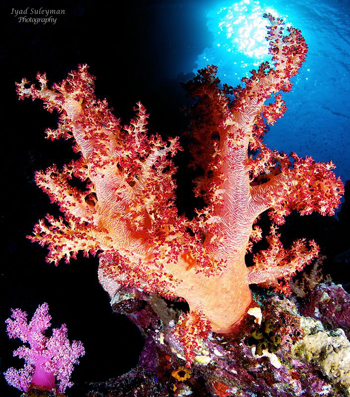 soft coral by Iyad Suleyman 