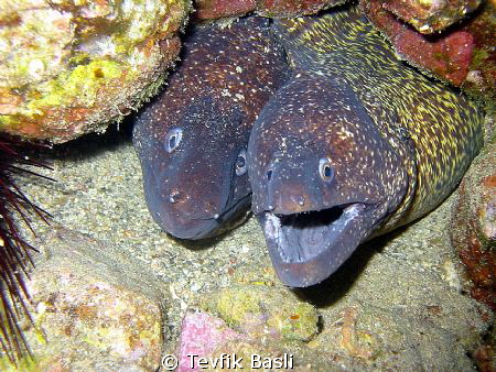 The big reef in BODRUM by Tevfik Başlı 