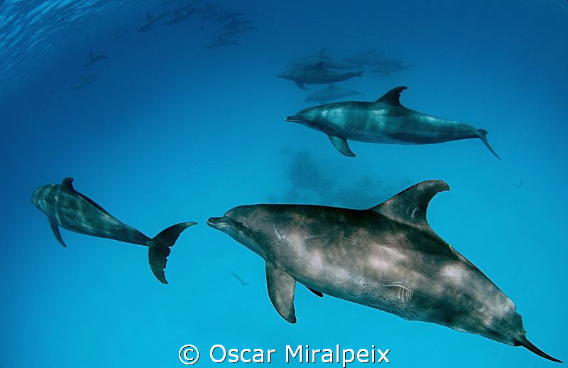 DOLPHINS by Oscar Miralpeix 