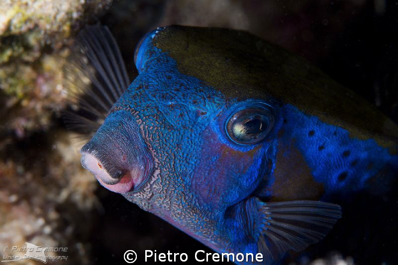 Box face by Pietro Cremone 