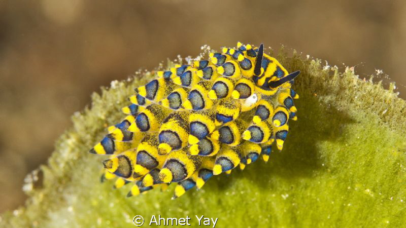 I can't find what its name is? Can anybody help me?
Than... by Ahmet Yay 
