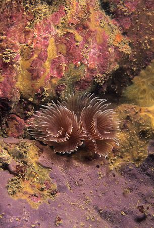 Fan worms.
Porth Ysgaden, North Wales.
F90X, 60mm. by Mark Thomas 