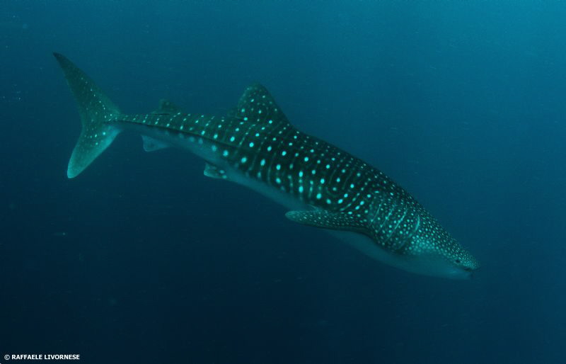 whale shark portrait by Raffaele Livornese 