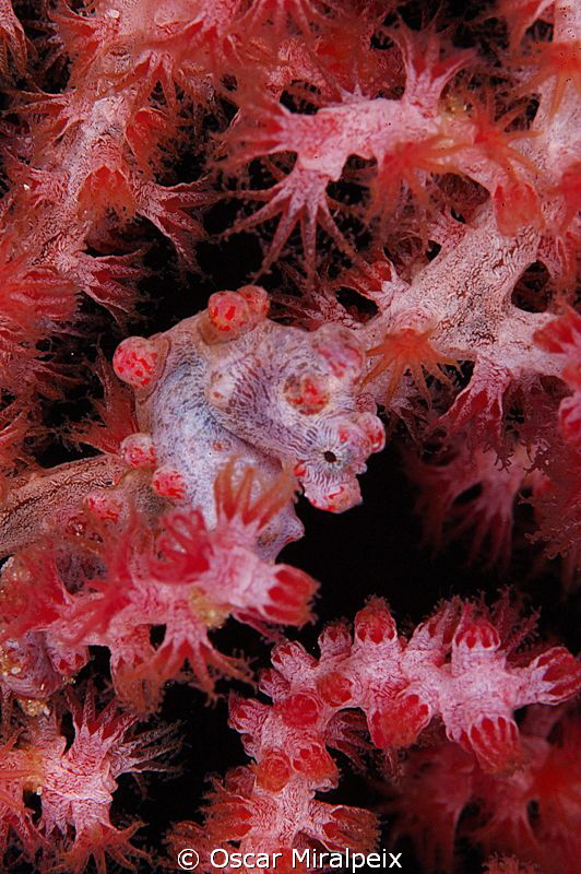 Bargibanti pygmy-seahorse by Oscar Miralpeix 
