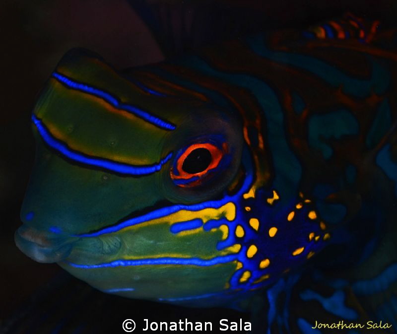 manda portrait by Jonathan Sala 