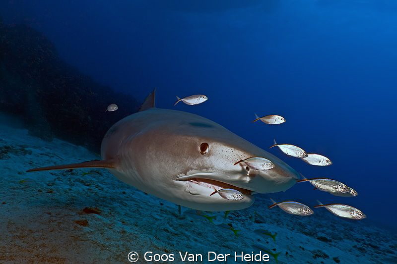 4 meter Tigershark passing by during a dive at Tiger Beac... by Goos Van Der Heide 