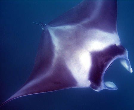 Manta Ray, Ningaloo Reef - Western Australia by Penny Murphy 