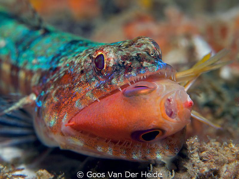 Lizzardfish catched a reeffish during a dive at the house... by Goos Van Der Heide 