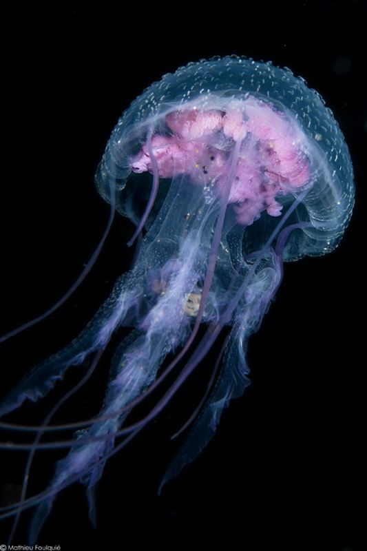 often seen but always evanescent (Bunaken) by Mathieu Foulquié 