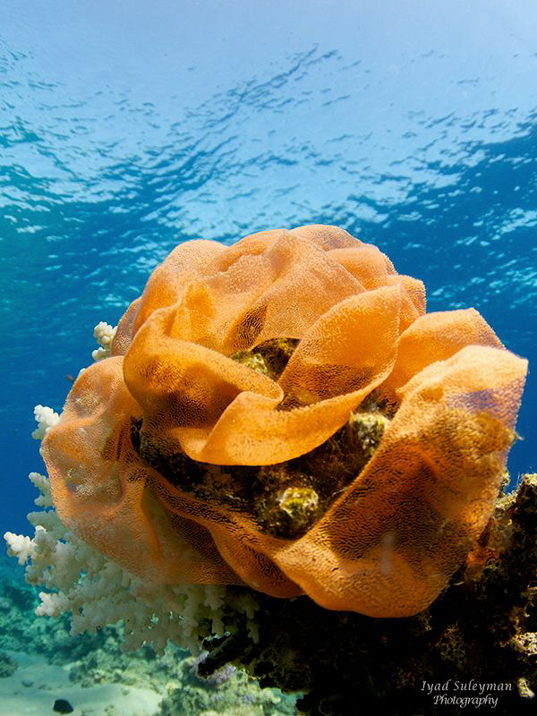Eggs of Spanish Dancer
Ambient light, Magic filter by Iyad Suleyman 