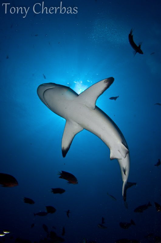 "Shark Light" by Tony Cherbas 